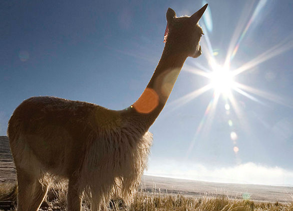 2013421_8.34.49.659_Loro_Piana_e_la_Vicuna_1