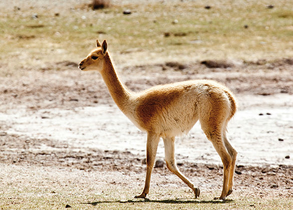 2013421_8.35.3.558_Loro_Piana_e_la_Vicuna_3